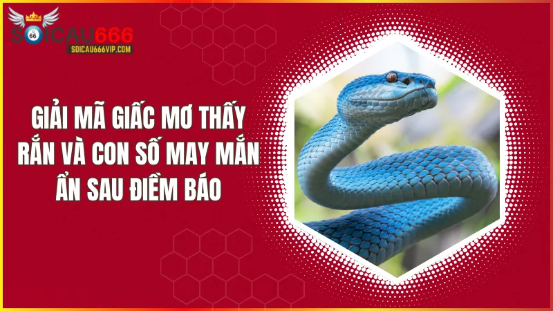 Bí ẩn con rắn trong giấc mơ: con rắn số mấy và điềm báo