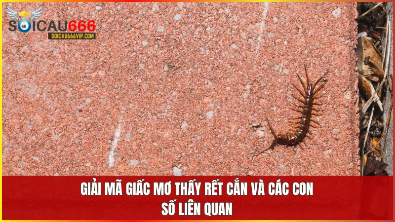 Tín hiệu về giấc mơ con rết? Giải mã con số may mắn khi mơ thấy rết 8 Rết cắn trong mơ là lời nhắc về sức khỏe và cơ hội mới đang đến