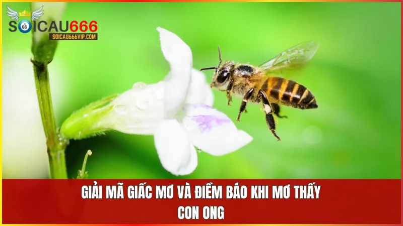 Con ong số mấy? Giải mã giấc mơ thấy con ong đánh con gì? 7 Giấc mơ thấy con ong mang thông điệp tích cực về sự phát triển tình cảm và cảnh báo cần chú ý trong các mối quan hệ.