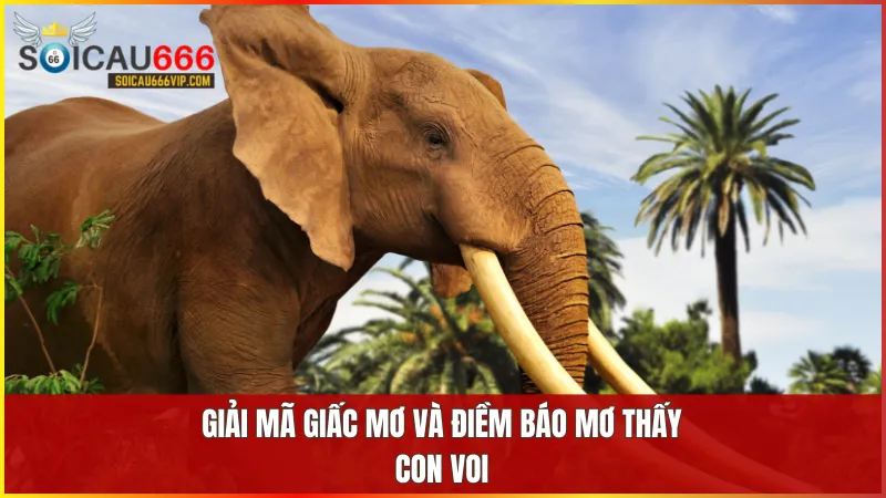 Giấc mơ thấy voi thường liên quan đến sức mạnh trí tuệ và những chuyển biến tích cực trong cuộc sống.