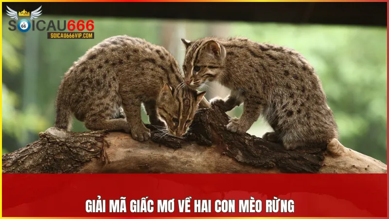 Ngủ mơ thấy mèo rừng và gợi ý những con số để tăng tỷ lệ thắng lớn? 7 Hai con mèo rừng là biểu tượng của sự hòa thuận và mối liên kết tình cảm bền vững