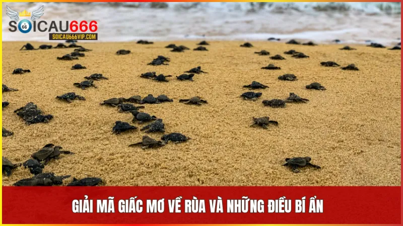 Mỗi bối cảnh trong giấc mơ thấy rùa mang đến những tín hiệu riêng về vận mệnh và tương lai