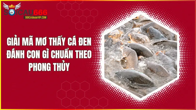 Con cá đen số mấy may mắn? Giải mã nằm mơ thấy cá đen có ý nghĩa gì?