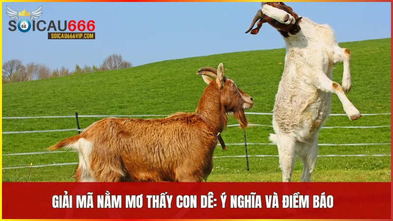 Khám phá con dê số mấy và câu chuyện đằng sau giấc mơ 9 Giấc mơ thấy dê phản ánh tâm trạng thực tại và mở ra những hướng đi mới trong tương lai