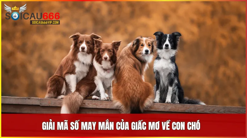 Con chó số mấy? Giải mã giấc mơ thấy con chó và điềm báo liên quan 7 Các con số từ giấc mơ thấy chó mang theo điềm báo cụ thể và cơ hội trúng thưởng bất ngờ