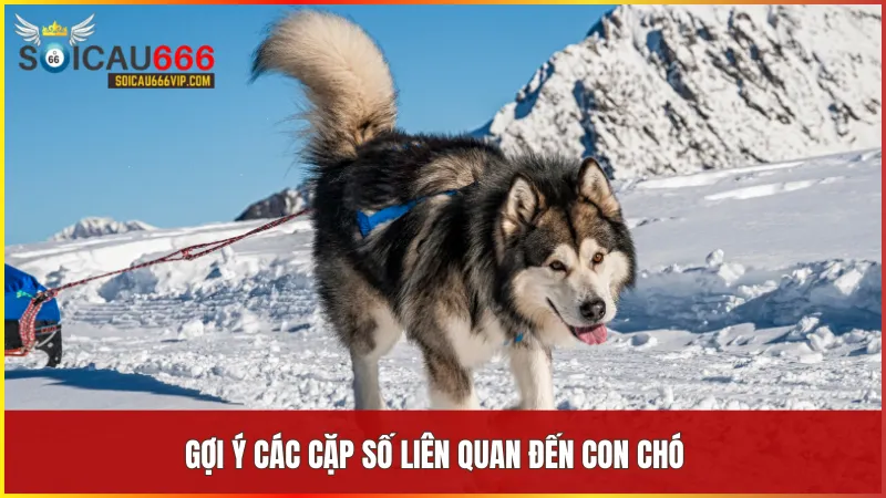 Con chó số mấy? Giải mã giấc mơ thấy con chó và điềm báo liên quan 8 Số 17 36 45 và các cặp số liên quan mang lại ý nghĩa bảo vệ ổn định và thịnh vượng