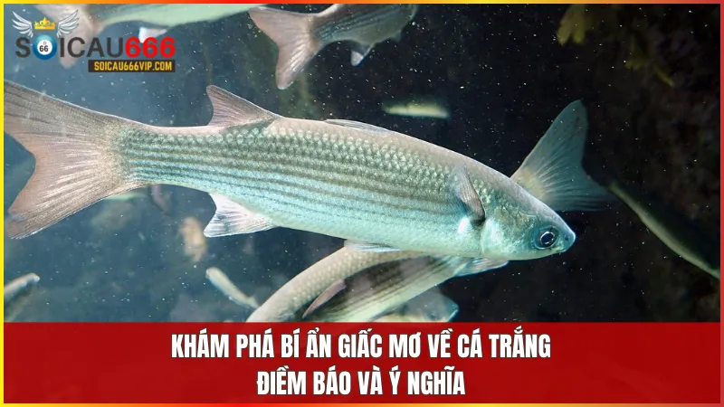 Cá trắng số mấy? Giải mã giấc mơ thấy cá trắng đánh con gì trúng? 4 Giấc mơ về cá trắng có thể báo hiệu cơ hội, may mắn hoặc cảnh báo trong cuộc sống