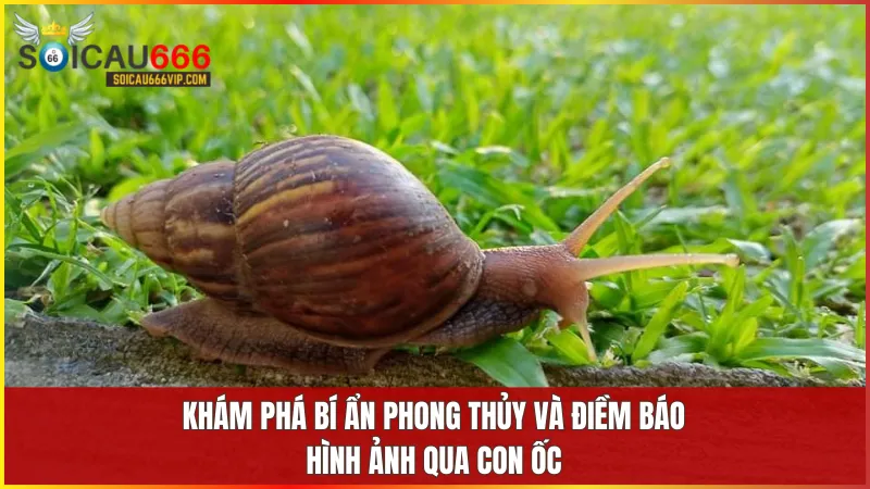 Giải mã giấc mơ: Thấy con ốc, đánh con gì để trúng lớn? 4 Con ốc tượng trưng cho sự kiên nhẫn và bền bỉ trong phong thủy và đời sống tâm linh