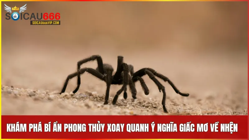 Biểu tượng nhện trong phong thủy đại diện cho sự khéo léo và thịnh vượng