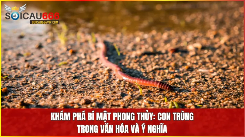 Con trùng số mấy? Phân tích giấc mơ thấy con trùng đánh con gì chắc trúng? 5 Con trùng đại diện cho sự tái sinh và phát triển mang lại may mắn và thịnh vượng theo quan niệm phong thủy