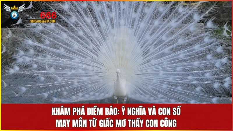 Con công là số mấy? Mơ thấy con công đánh con gì để trúng lớn? 7 Giấc mơ về con công có thể tiết lộ điềm lành hoặc lời cảnh báo đi kèm với cặp số liên quan