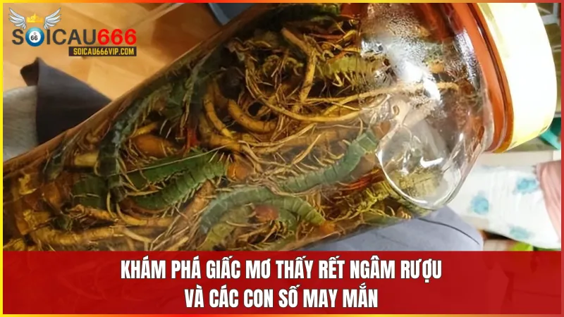 Tín hiệu về giấc mơ con rết? Giải mã con số may mắn khi mơ thấy rết 9 Rết ngâm rượu là điềm báo tích cực về việc gặp lại người thân hoặc bạn bè cũ
