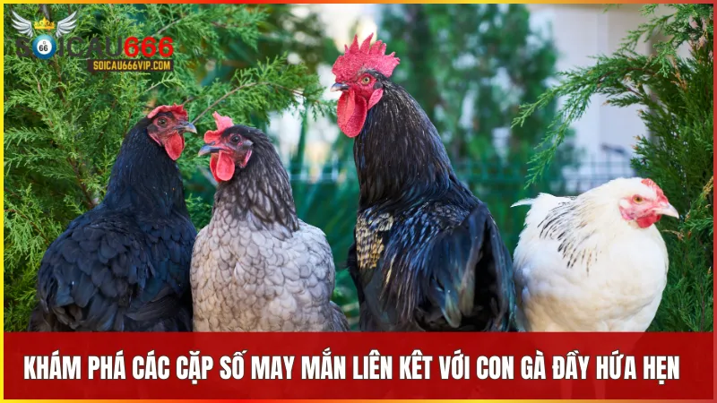Giải mã giấc mơ: Con gà số mấy? Điềm báo và các con số may mắn 6 Mỗi tình huống liên quan đến con gà có thể mở ra cặp số mang lại cơ hội may mắn riêng