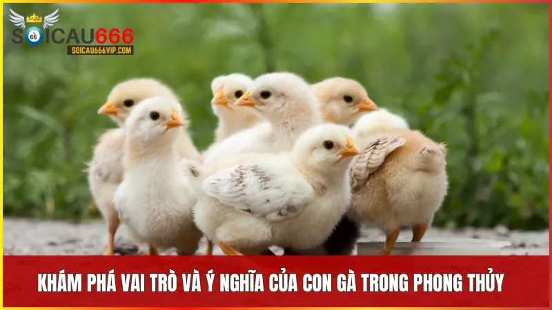 Giải mã giấc mơ: Con gà số mấy? Điềm báo và các con số may mắn 5 Con gà biểu trưng cho may mắn thịnh vượng và năng lượng tích cực trong đời sống