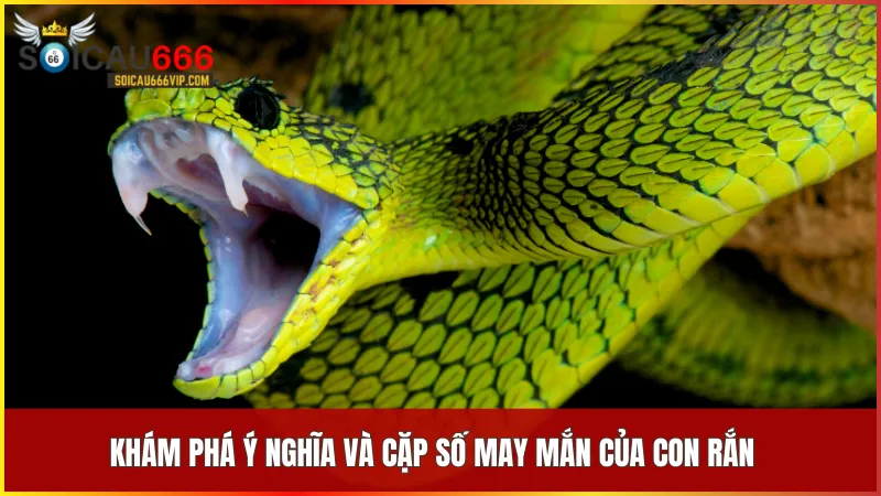 Các con số liên quan đến rắn trong giấc mơ mang thông điệp tích cực về tài lộc và sự nghiệp.