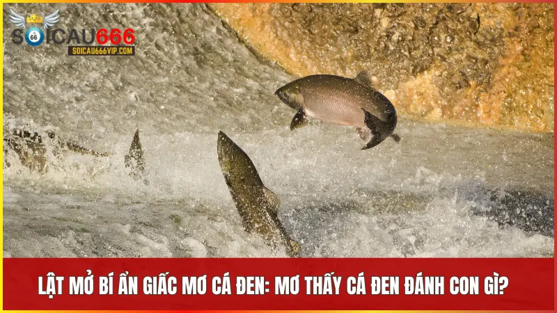 Con cá đen số mấy may mắn? Giải mã nằm mơ thấy cá đen có ý nghĩa gì? 8 Danh sách con số liên quan đến từng giấc mơ cá đen giúp gia tăng may mắn
