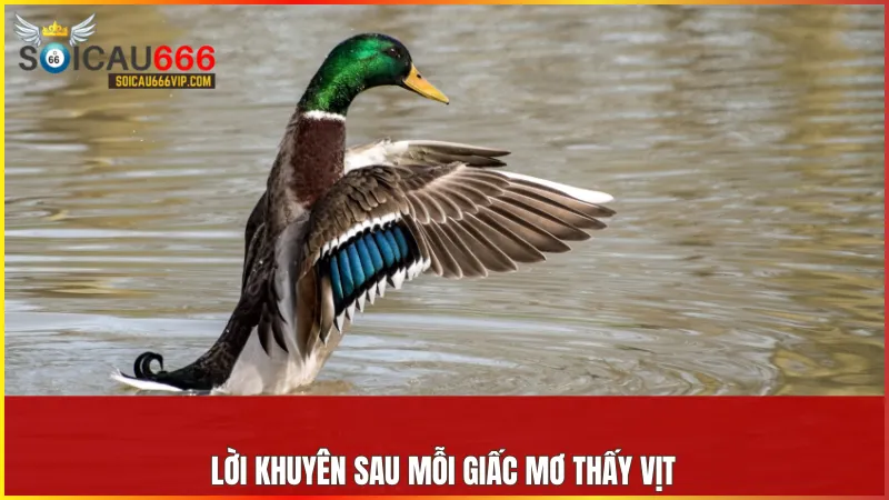 Con vịt số mấy? Khám phá giấc mơ thấy con vịt và số đề may mắn 9 Sau mỗi giấc mơ hãy lắng nghe trực giác của bản thân và áp dụng thông điệp tích cực vào cuộc sống