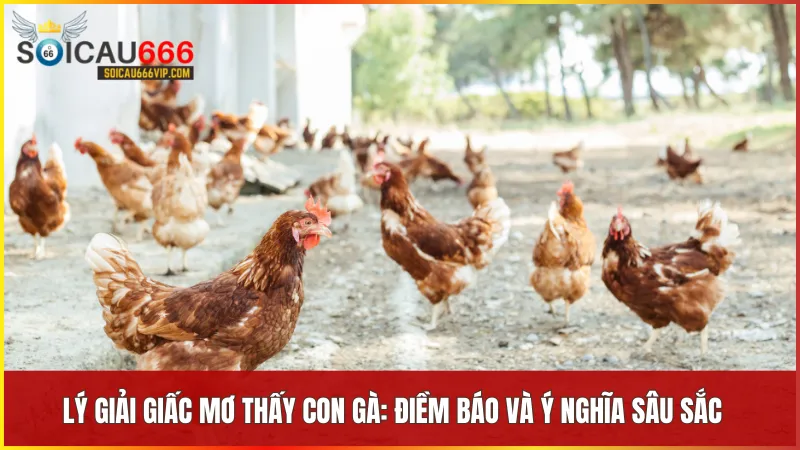 Giải mã giấc mơ: Con gà số mấy? Điềm báo và các con số may mắn 7 Giấc mơ thấy con gà thể hiện nhiều thông điệp về tài chính tình cảm và các mối quan hệ