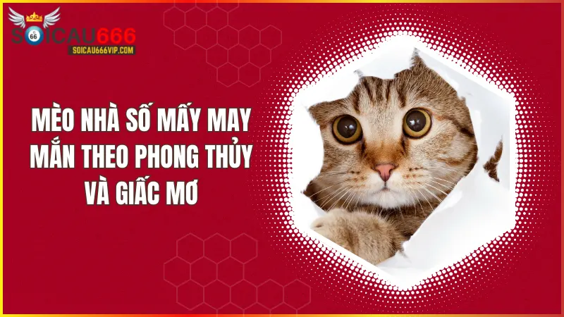 Mèo nhà số mấy? Giải mã giấc mơ thấy mèo nhà và con số may mắn liên quan