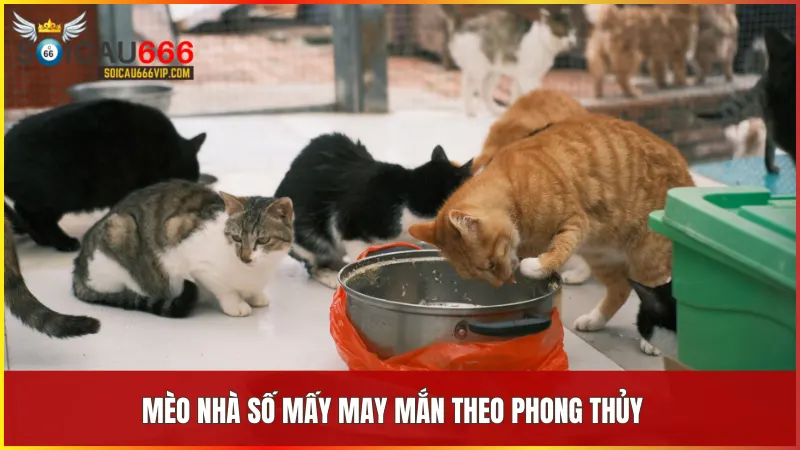 Mèo nhà số mấy? Giải mã giấc mơ thấy mèo nhà và con số may mắn liên quan 6 Những con số đi cùng hình ảnh mèo nhà thể hiện sự may mắn và thành công