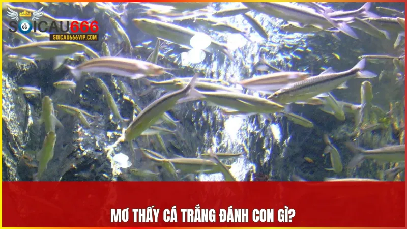 Cá trắng số mấy? Giải mã giấc mơ thấy cá trắng đánh con gì trúng? 6 Mỗi giấc mơ về cá trắng có thể liên kết với những cặp số mang thông điệp tốt lành