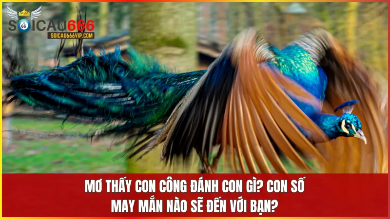 Con công là số mấy? Mơ thấy con công đánh con gì để trúng lớn? 8 Soi cầu từ giấc mơ con công giúp bạn tìm ra cặp số may mắn phù hợp để thử vận