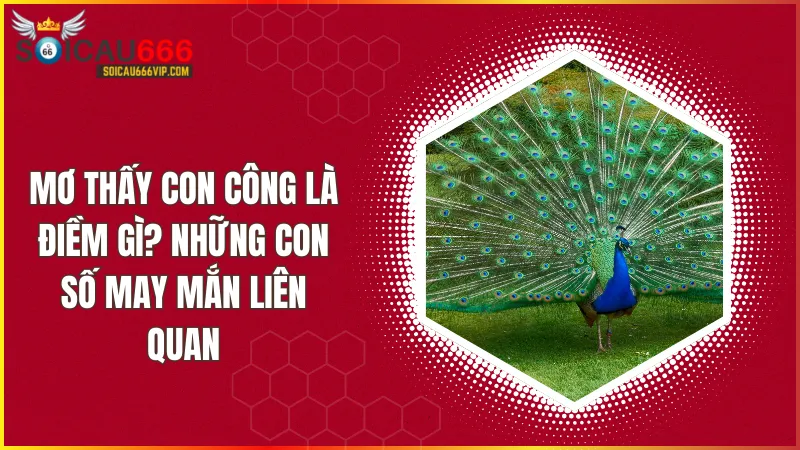 Con công là số mấy? Mơ thấy con công đánh con gì để trúng lớn?