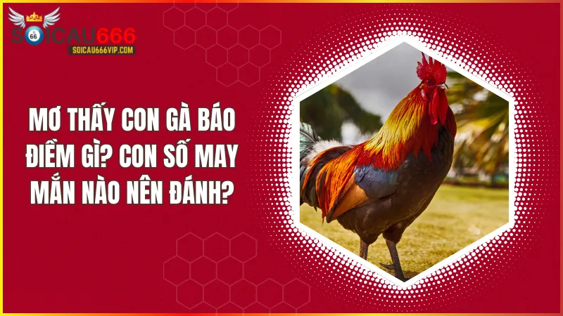 Giải mã giấc mơ: Con gà số mấy? Điềm báo và các con số may mắn