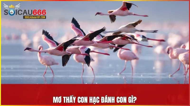 Con hạc số mấy? mơ thấy con hạc đánh con gì trúng? 8 Giấc mơ về con hạc đều mang theo con số tượng trưng cho vận may và sự đổi mới.