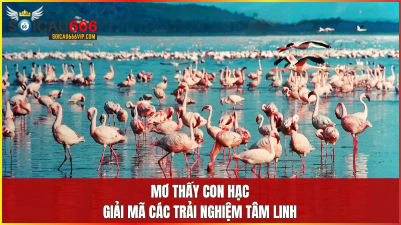 Con hạc số mấy? mơ thấy con hạc đánh con gì trúng? 7 Giấc mơ về con hạc phản ánh sự thuần khiết sáng tạo và khát vọng tự do trong tâm hồn.