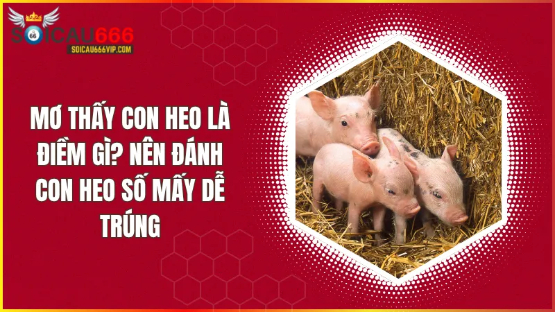 Giải mã giấc mơ về con heo lành hay dữ? Con heo số mấy thịnh vượng