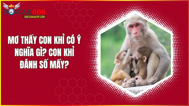 Tìm hiểu giấc mơ thấy con khỉ đánh số mấy? Điềm báo và con số liên quan