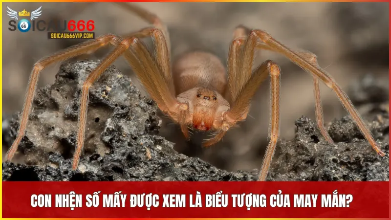 Giải mã con nhện số mấy ứng với điềm báo và vận may khác nhau