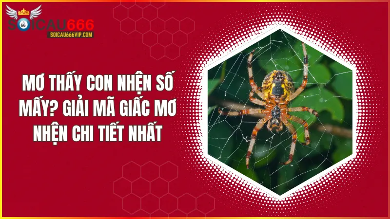 Nên vui hay lo khi mơ thấy con nhện? Tìm hiểu con nhện số mấy đổi đời?