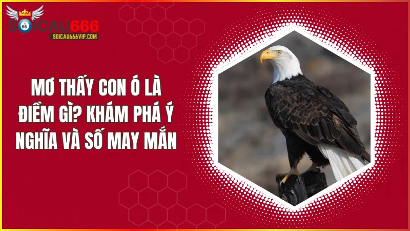 Giải mã giấc mơ về con ó: Chim ó đánh con gì, nên chọn số mấy để trúng?