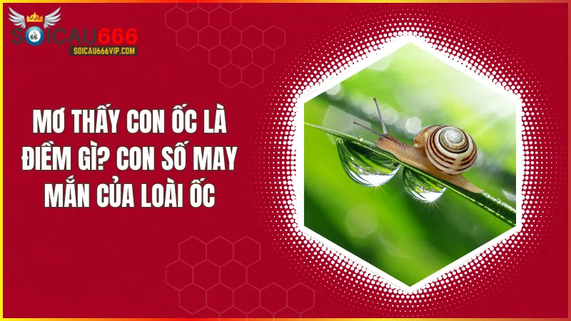 Giải mã giấc mơ: Thấy con ốc, đánh con gì để trúng lớn?