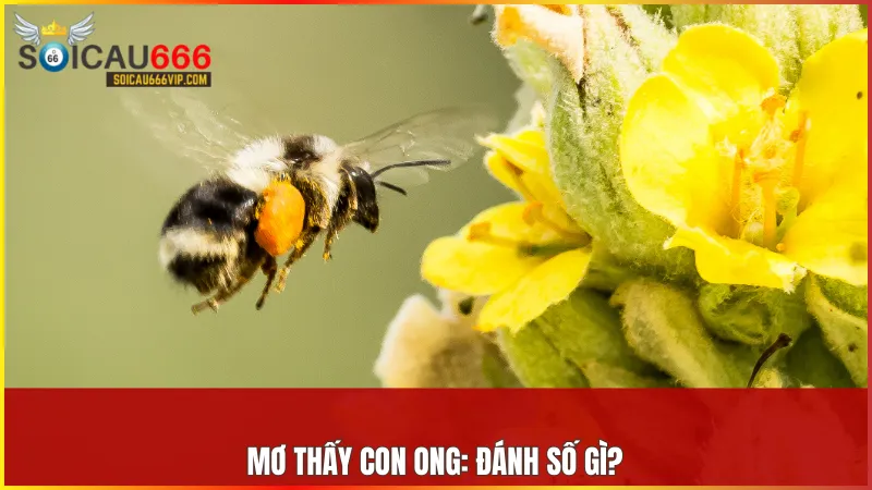 Con ong số mấy? Giải mã giấc mơ thấy con ong đánh con gì? 8 Tùy vào hoàn cảnh cụ thể trong giấc mơ các cặp số có thể mang lại may mắn cho người mơ.