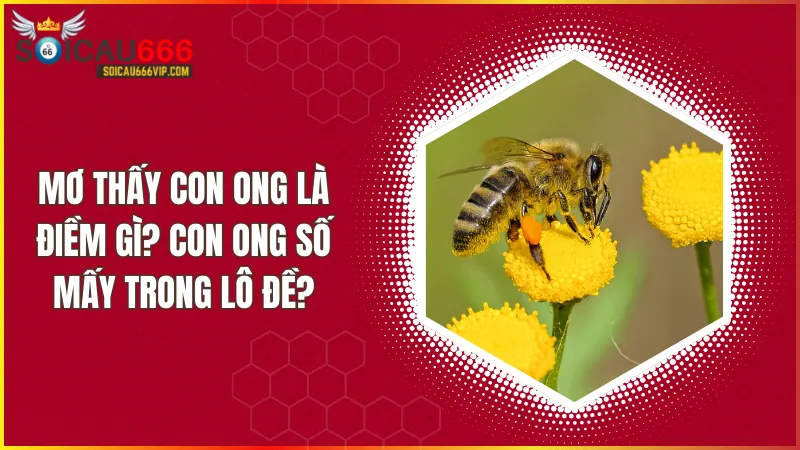Con ong số mấy? Giải mã giấc mơ thấy con ong đánh con gì?