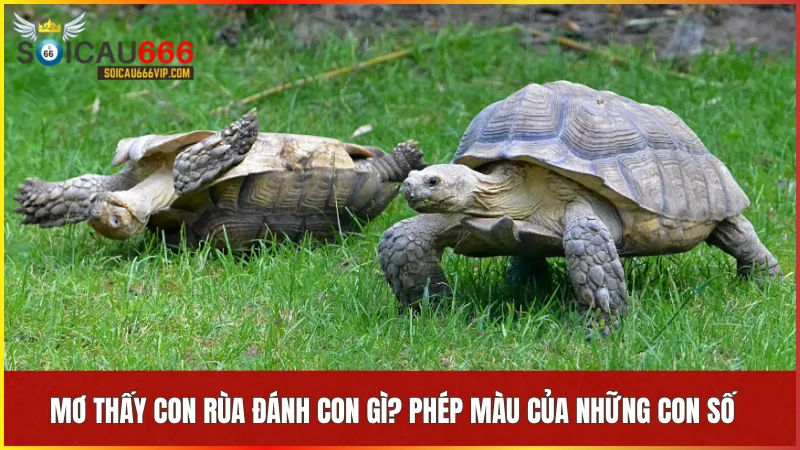 Mỗi con số trong giấc mơ về rùa mang lại cơ hội đổi vận nếu hiểu và vận dụng đúng lúc