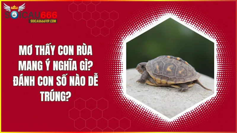 Điềm điềm báo thần bí khi mơ thấy con rùa? Giải mã con rùa đánh số mấy dễ thắng?