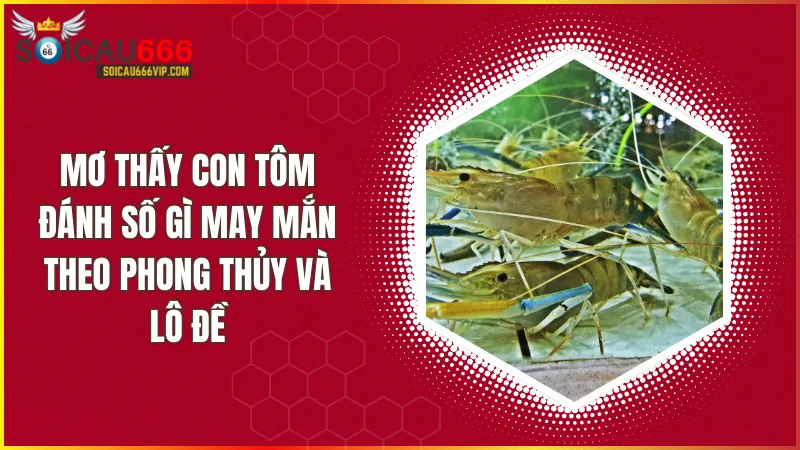 Con tôm số mấy? Giải mã giấc mơ thấy tôm và điềm báo liên quan