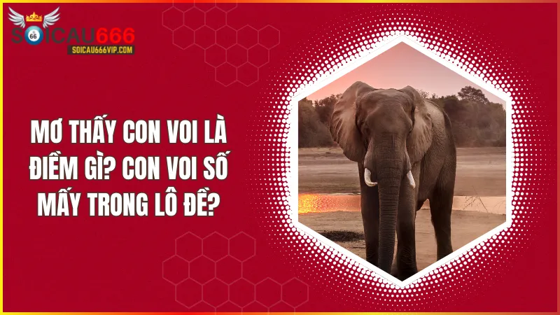 Con voi số mấy? Giải mã giấc mơ thấy Con Voi đánh con gì trúng?