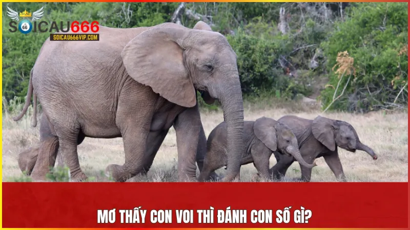 Tùy vào chi tiết trong giấc mơ về con voi mà bạn có thể chọn ra cặp số tương ứng để thử vận may.