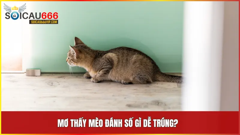 Mèo nhà số mấy? Giải mã giấc mơ thấy mèo nhà và con số may mắn liên quan 8 Danh sách các con số may mắn tương ứng với giấc mơ về mèo theo quan niệm dân gian