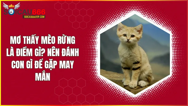 Ngủ mơ thấy mèo rừng và gợi ý những con số để tăng tỷ lệ thắng lớn?