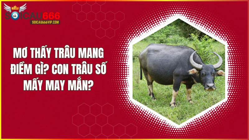 Giấc mơ thấy trâu điềm lành hay xấu? giải mã con trâu số mấy?