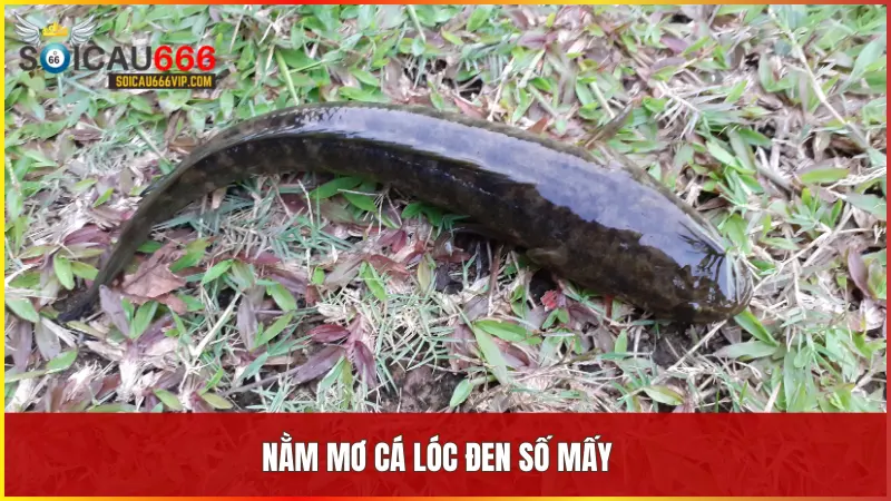 Con cá đen số mấy may mắn? Giải mã nằm mơ thấy cá đen có ý nghĩa gì? 7 Cá lóc đen trong giấc mơ biểu hiện thời kỳ tài chính cần được kiểm soát kỹ