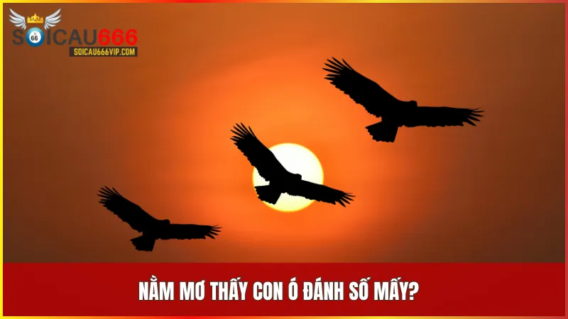 Giải mã giấc mơ về con ó: Chim ó đánh con gì, nên chọn số mấy để trúng? 8 Các con số đi cùng giấc mơ về chim Ó có thể là chìa khóa mở ra vận may bất ngờ