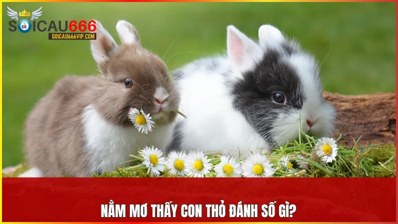 Con thỏ số mấy? Bật mí số may mắn đang ẩn sau giấc mơ! 10 Tổng hợp các con số liên quan đến giấc mơ thấy thỏ giúp bạn tăng cơ hội thử vận may