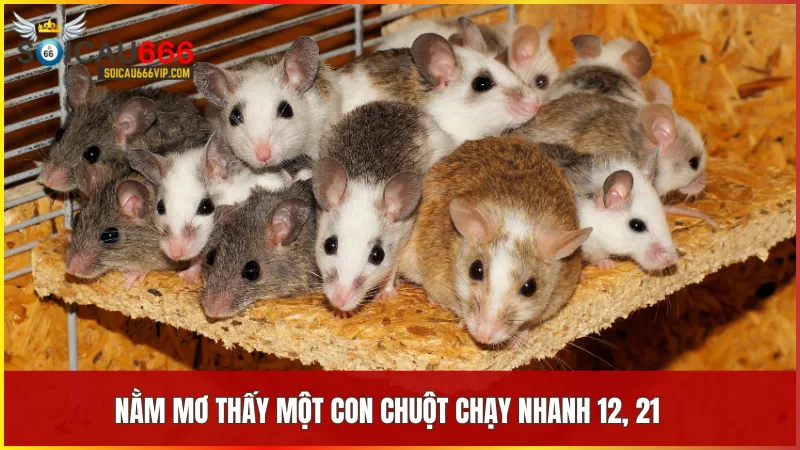 Con chuột số mấy mang nhiều điều may? Giải mã kết nối giấc mơ thấy con chuột 9 Số 12 và 21 phản ánh sự công nhận và bước tiến mạnh mẽ trong các mối quan hệ xã hội